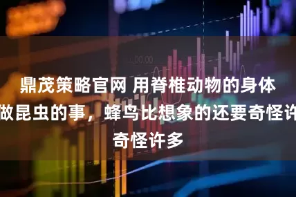鼎茂策略官网 用脊椎动物的身体，做昆虫的事，蜂鸟比想象的还要奇怪许多